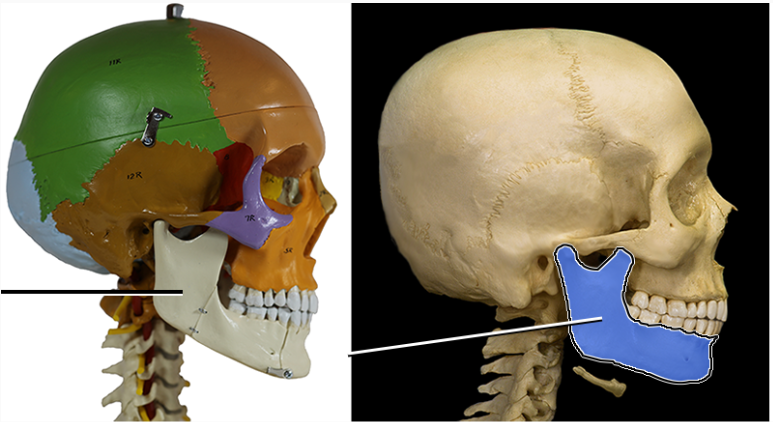 <p>forms the lower jaw.</p>