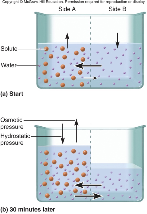 <p>Movement of water toward higher solute concentration</p><p>(across a selectively permeable membrane from an area of lower solute concentration to an area of higher solute concentration)</p><ul><li><p>Higher osmolarity/osmolality = ↑ solute concentration</p></li><li><p class="MsoListParagraphCxSpLast">Lower osmolarity/osmolality = ↓ solute concentration</p></li></ul><p></p>