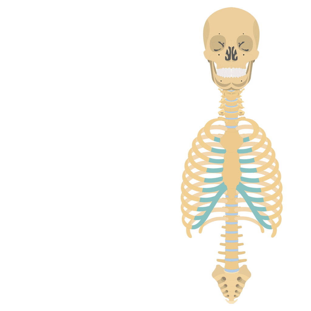 <p>What are the 5 major components of the AXIAL skeleton?</p>