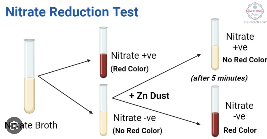 <p>Detect nitrate reductase (NO3 reduction)</p><p>Procedure: </p>