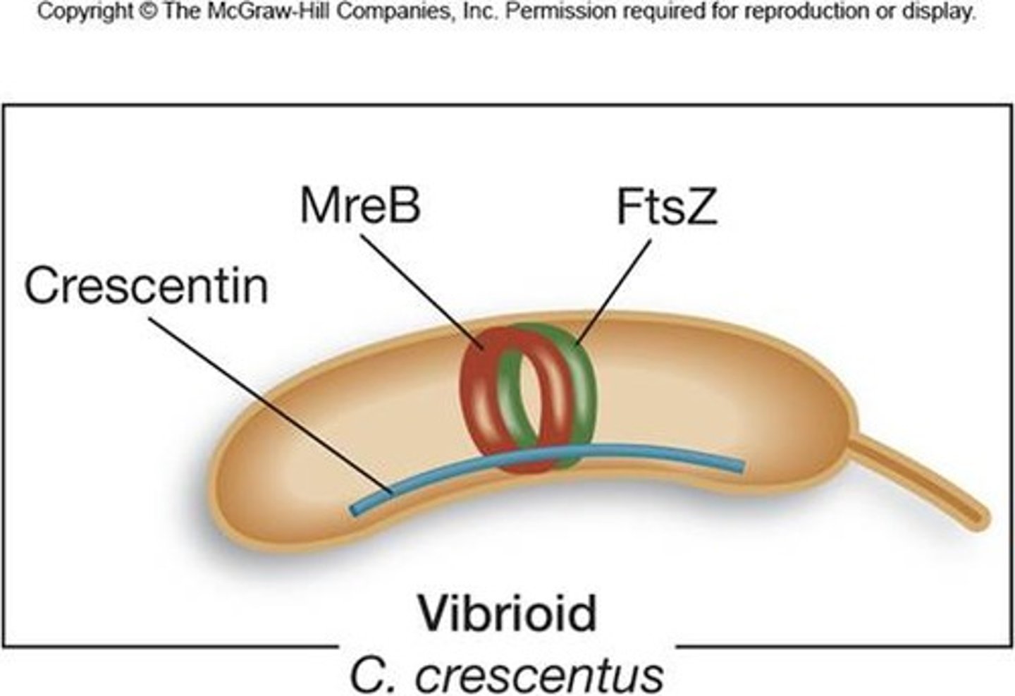 <p>Prokaryotic intermediate filaments that give prokaryotes curve</p><p>- if removed, the prokaryote is straight</p><p>- add it back, the organism is curved again</p>