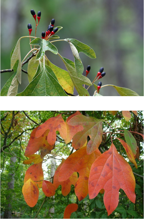 <p>dark blue berry red stalk - very variable leaves 1-3 lobes 5 inch long</p>