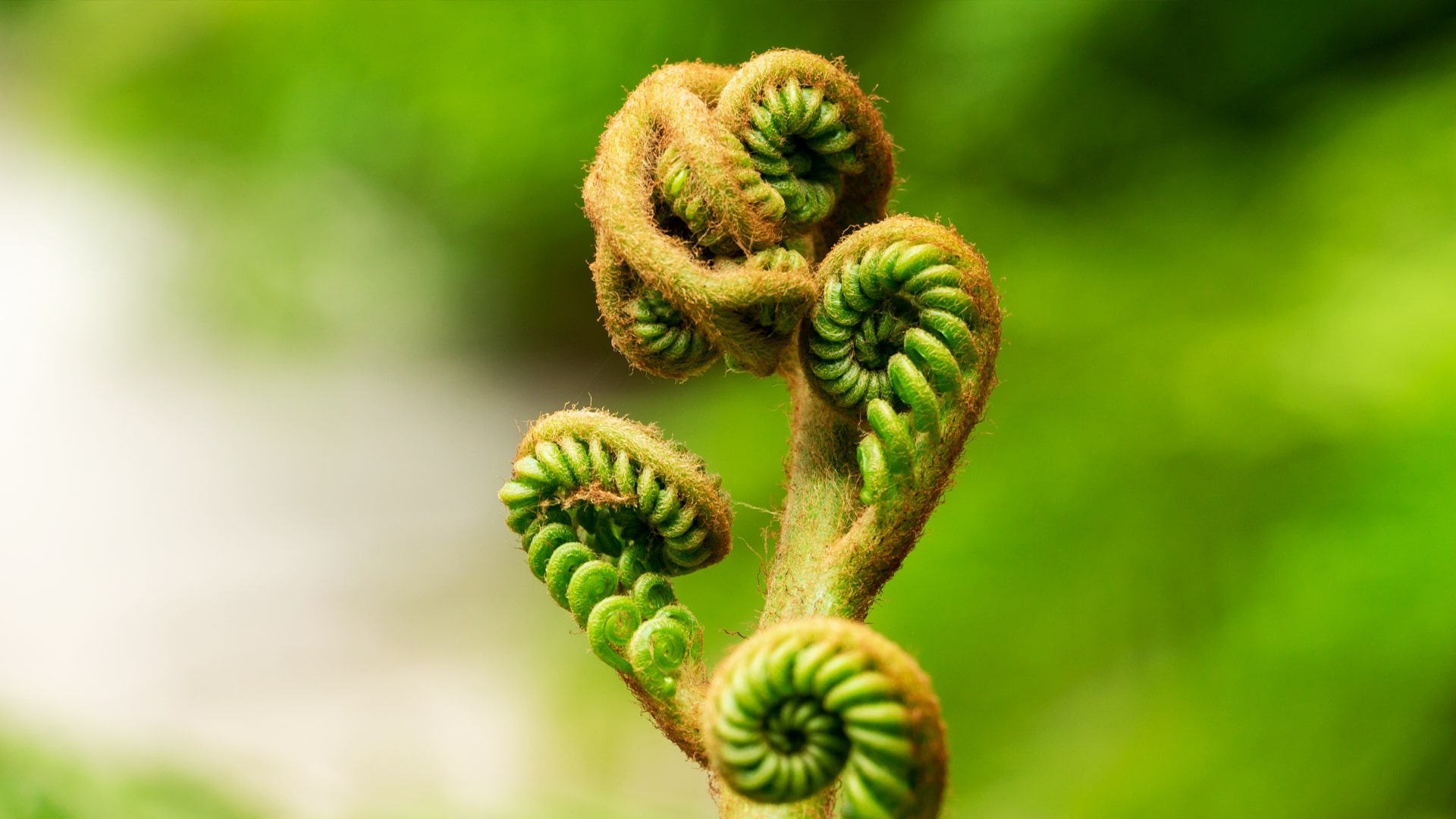 <p>Fiddlehead</p>
