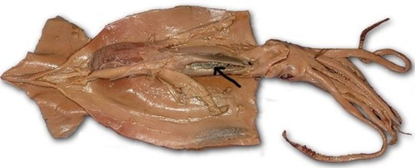 <p>ink sac: defense</p>