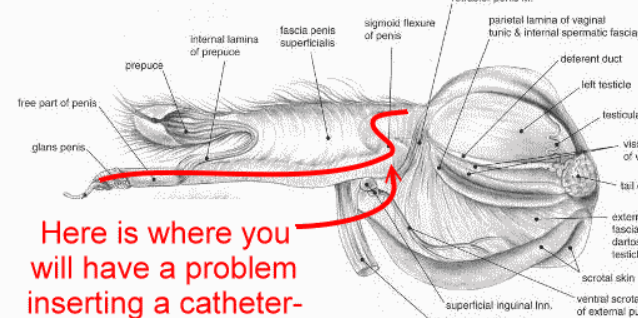 <p>1. sigmoid flexure: steers, also sheep and goats</p><p>2. urethral process: common site in sheep and goats</p><p>sometimes the entire urethra is a string of stones</p>