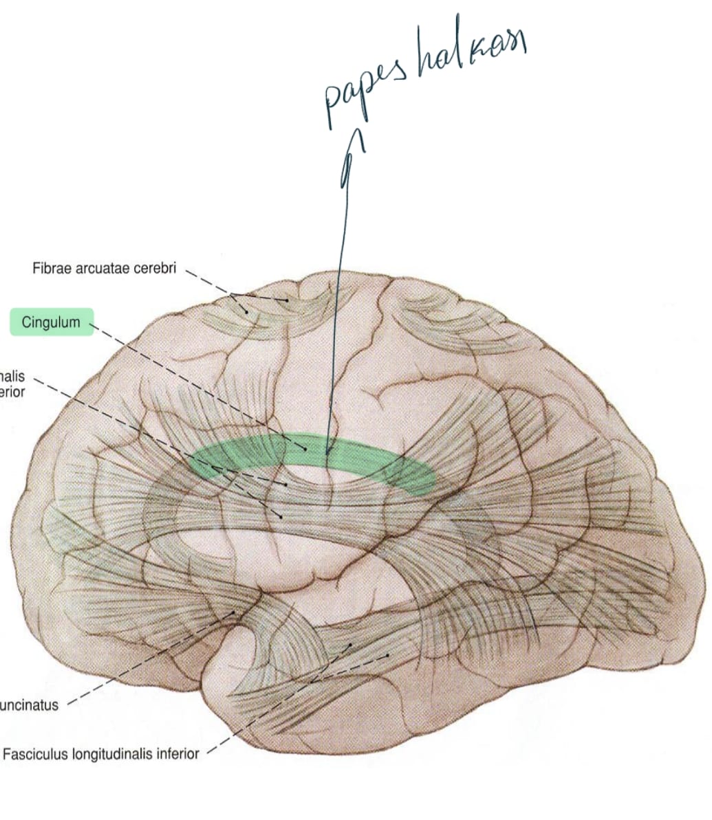 <p>Corpus Callosumun ön alt tarafından başlar gyrus cinguli içinde devam eder. Limbik sisteme aittir. Septal Sahayı parahippocampal gyrusa bağlar. </p>