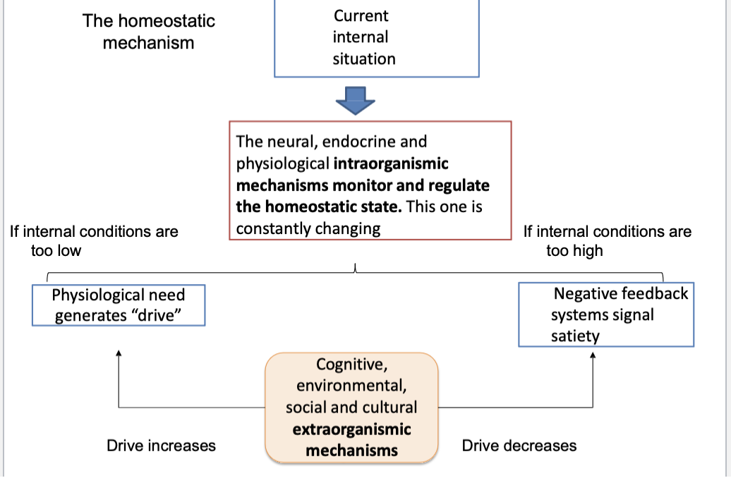 <p>starts with our current internal situation that is constantly changing to maintain the homestatic state</p><p>A. if the internal conditions are too low: </p><ol><li><p>physiological need generates drive</p></li></ol><p>B. if the internal conditions are too low: </p><ol><li><p>negative feedback system signals satiety </p></li></ol><p></p>