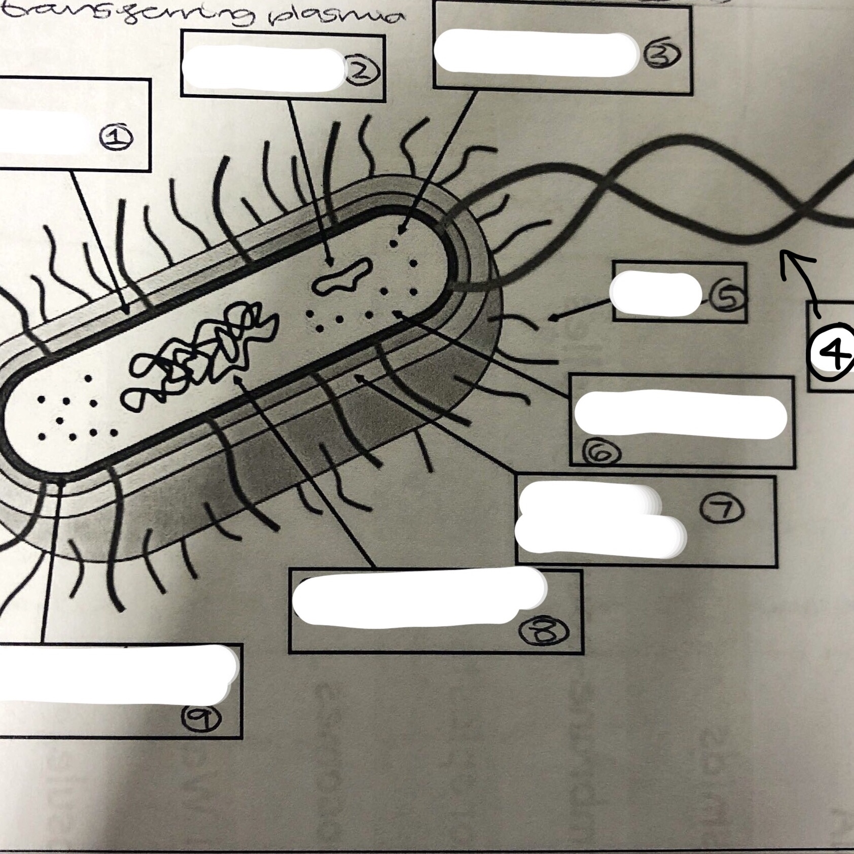 <p>State all the components of a prokaryotic cell</p>