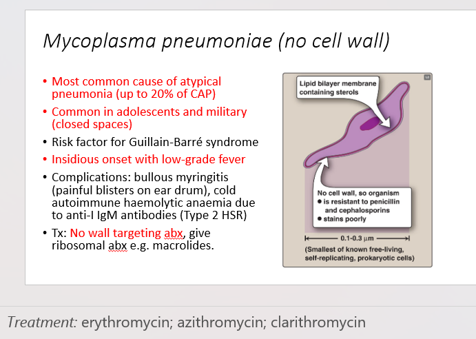 <ul><li><p>Most common cause of atypical pneumonia, accounting for up to 20% of Community-Acquired Pneumonia (CAP).</p></li><li><p>Common in adolescents and military populations, especially in closed spaces.</p></li><li><p>Associated with an increased risk of Guillain-Barré syndrome.</p></li><li><p>Presents with an insidious onset and low-grade fever.</p></li><li><p>Complications may include bullous myringitis (painful blisters on the ear drum) and cold autoimmune hemolytic anemia due to anti-I IgM antibodies (Type 2 Hypersensitivity Reaction).</p></li><li><p><strong>Treatment:</strong> Antibiotics targeting the ribosome, such as macrolides, are preferred since Mycoplasma pneumoniae lacks a cell wall. Wall-targeting antibiotics are not effective.</p></li></ul>