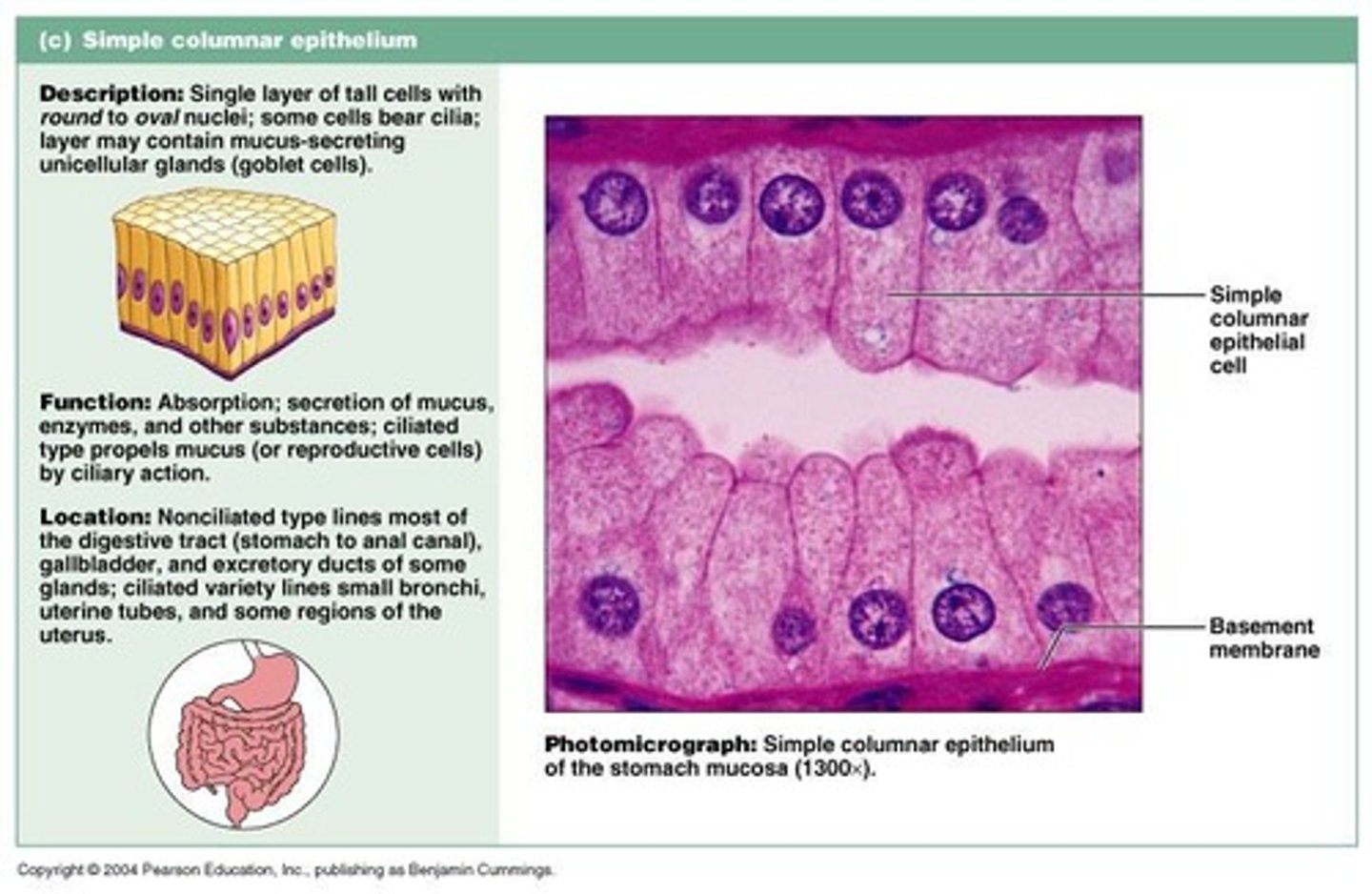 <p>A type of epithelium consisting of a single layer of column-shaped cells.</p>