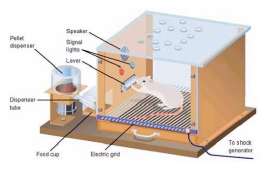 <p><strong>Operant Conditioning Terms</strong><em> (mod 27, 28)</em></p><p>A chamber containing a bar or key that an animal can manipulate to obtain a food reinforcer; attached devices record the anima’s rate of bar pressing or key pecking.</p>