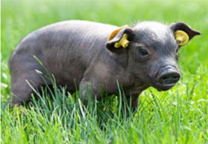 <p>What is this breed?</p>