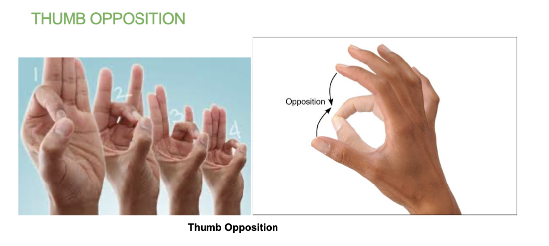 <p>brings the tip of thumbs into contact with the other finger tips of the same hand.</p>