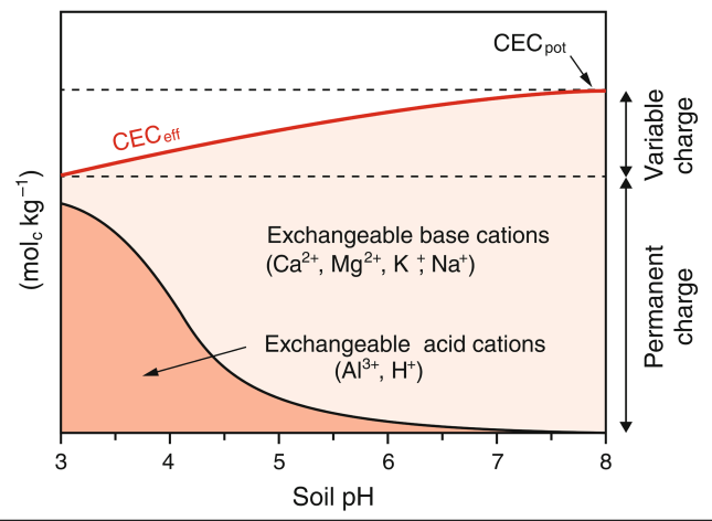 <p>As <strong>soil pH decreases</strong>, the <strong>effective CEC (CECₑff) decreases</strong> and soil surfaces become increasingly coated with <strong>acid cations</strong>.</p><p><strong>Mechanism:</strong></p><ul><li><p>Lower pH → fewer negative variable charges on clays, oxides, and organic matter</p></li><li><p>→ CECₑff decreases (potential charge not fully expressed)</p></li></ul><p></p>