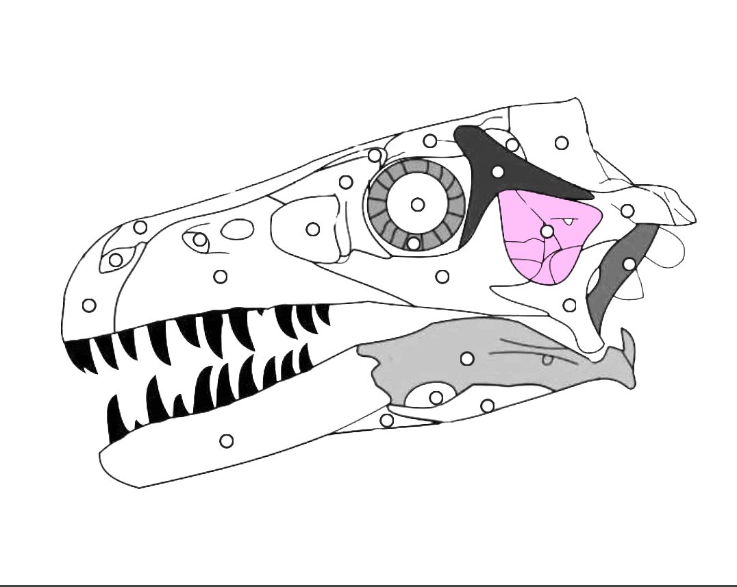 <p>What part of the dinosaur skull is this?</p>