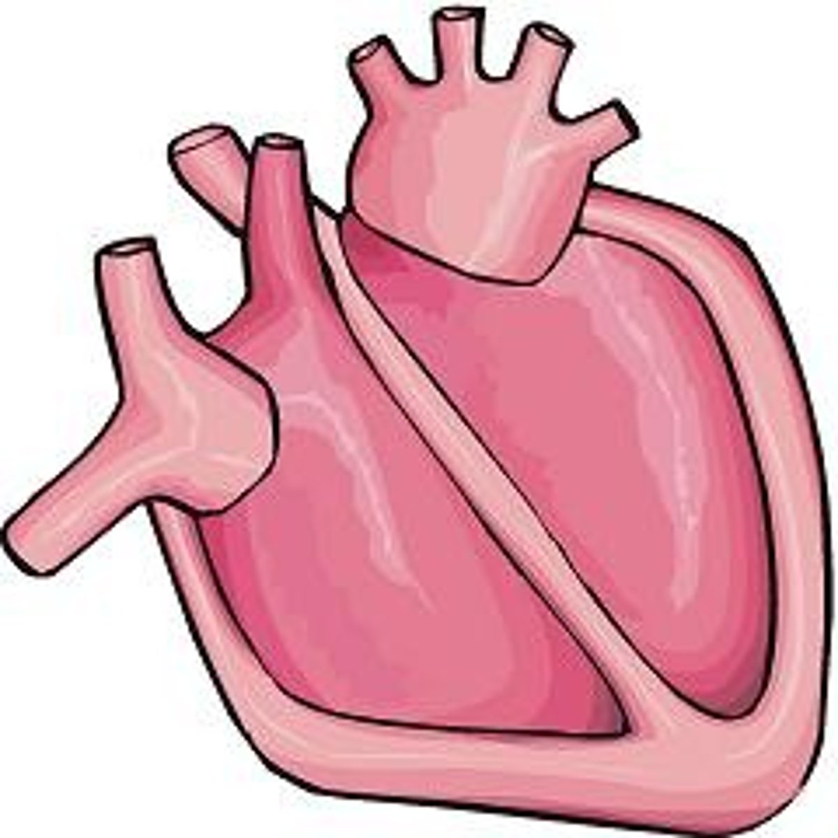 <p>heart</p>