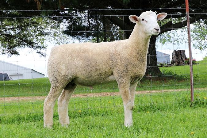 <p>polled breed originated in us in 1930s. cross between columbia and cheviot breed. all white wool, bare legs and heads, and black nostrils and hooves. high quality, lean, and well muscled carcass. good quality wool contains lower amounts of lanolin, producing a higher yield. strong hardy</p>