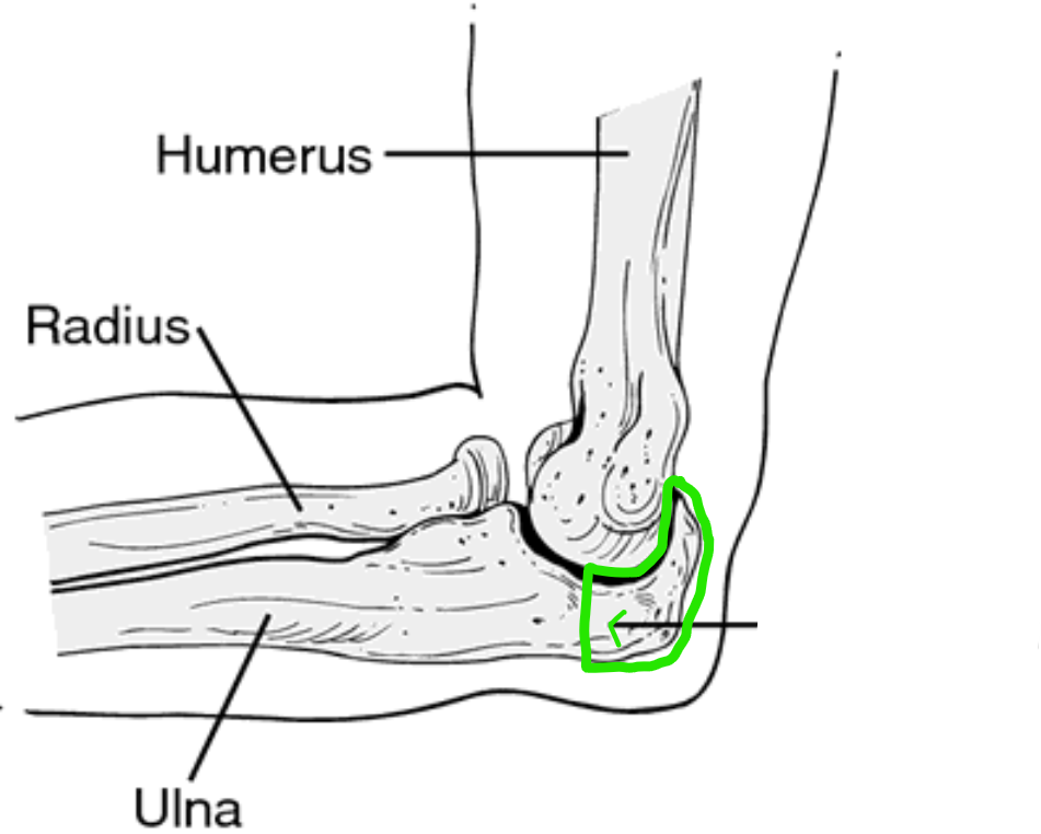 <p><span style="font-family: Arial, sans-serif">Name that bone marking </span></p>