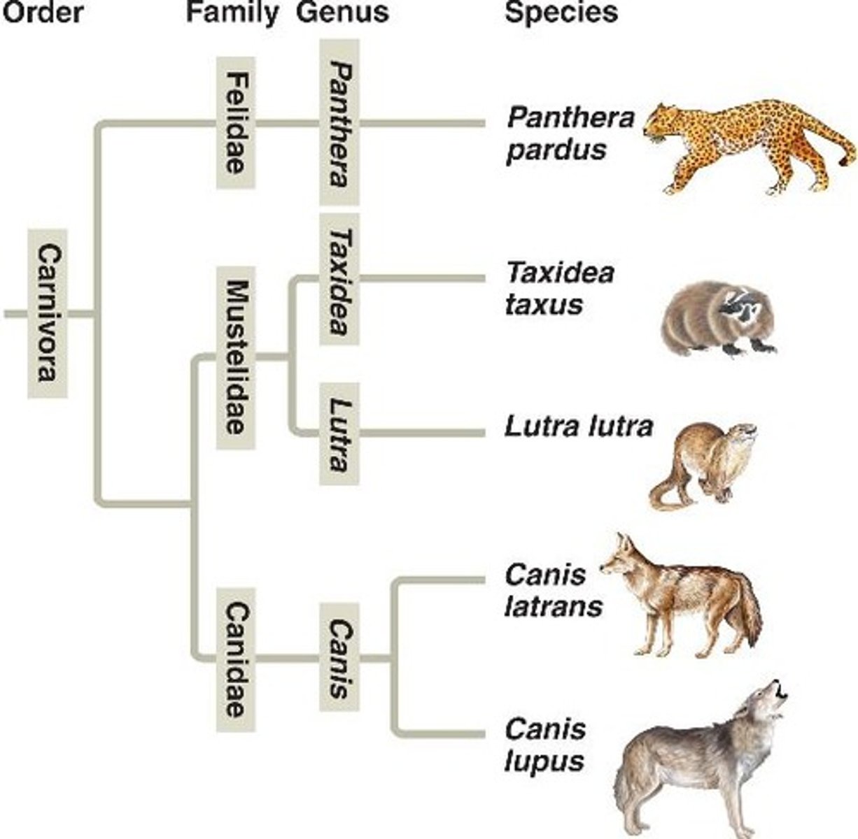 <p>"Two-name naming system" Linnaeus's Classification system in which each species is assigned a two-part scientific name....Genus and species</p>