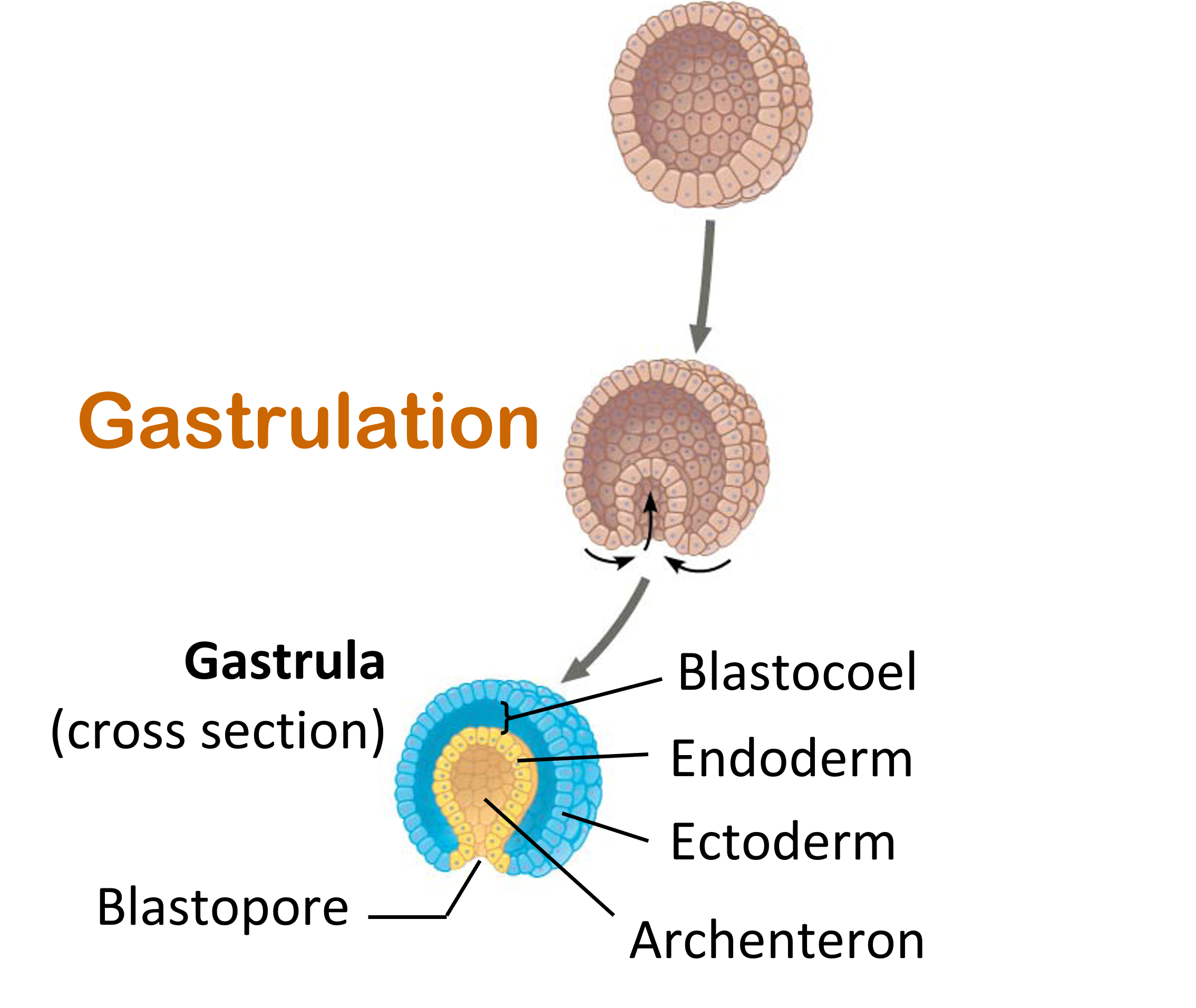 Blastocoel, endoderm, ectoderm, archenteron, blastopore