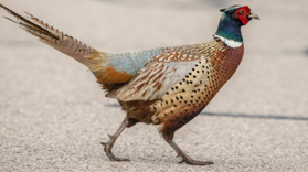 <p>Pheasant </p>