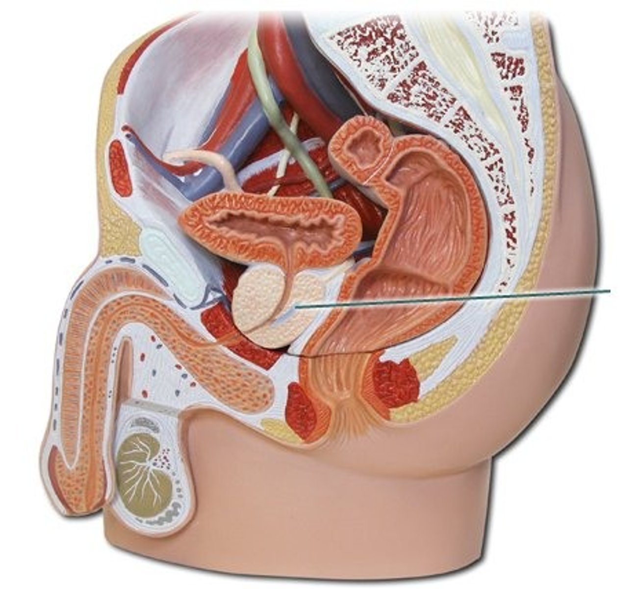 <p>Identify this reproductive structure.</p>