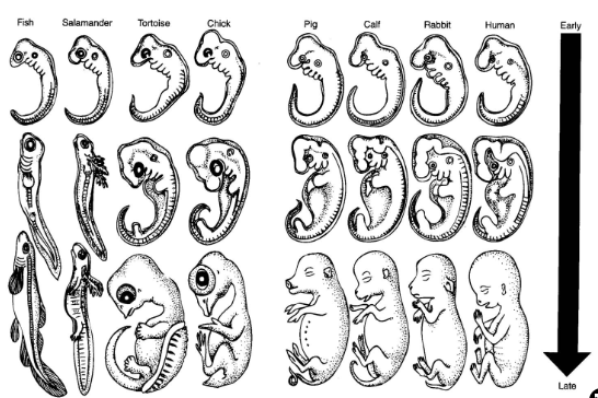 <p>early, pre-birth developmental stages</p>