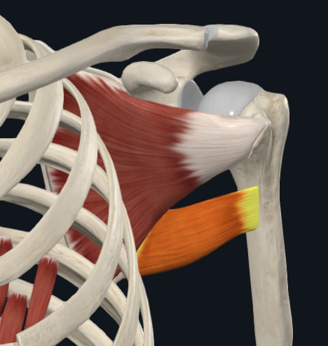 <p>What muscle is this (specific)</p>