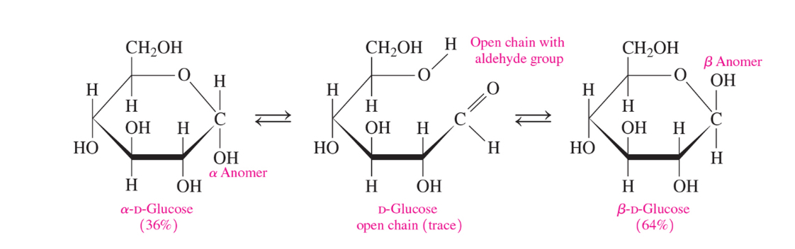 <p>Mutarotation is the spontaneous interconversion of alpha and beta anomers of sugar in solution via the open chain form causing a gradual change in optical rotation until equilibrium is reached</p>