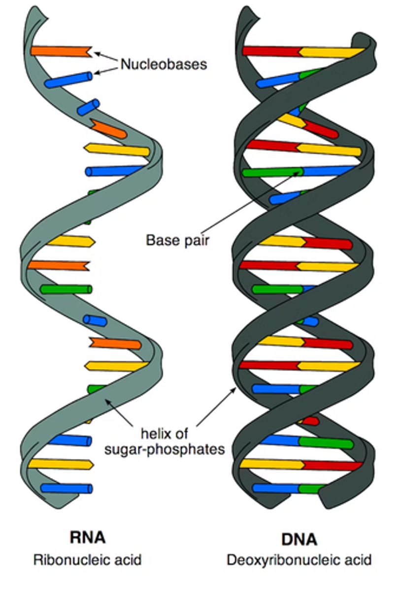 <p>1. Deoxyribonucleic acid: double stranded</p><p>2. Ribonucleic acid: single stranded</p>