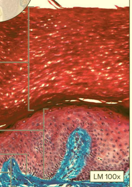 <p>What type of tissue?</p>