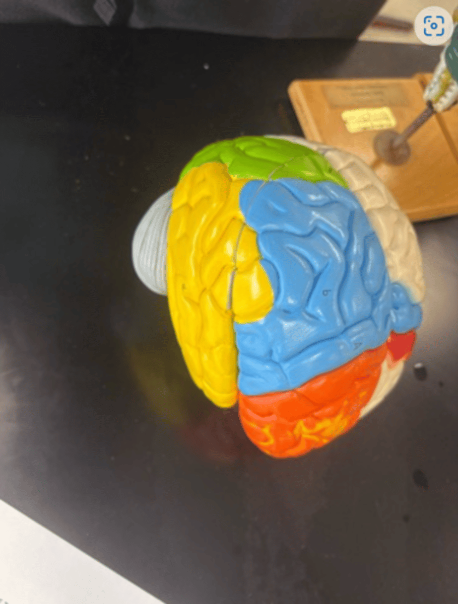 <p>Yellow lobe</p>