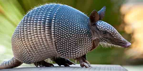 <p>Armadillo family; order Cingulata</p>