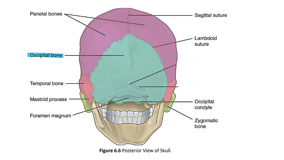 <p>occipital bone</p>