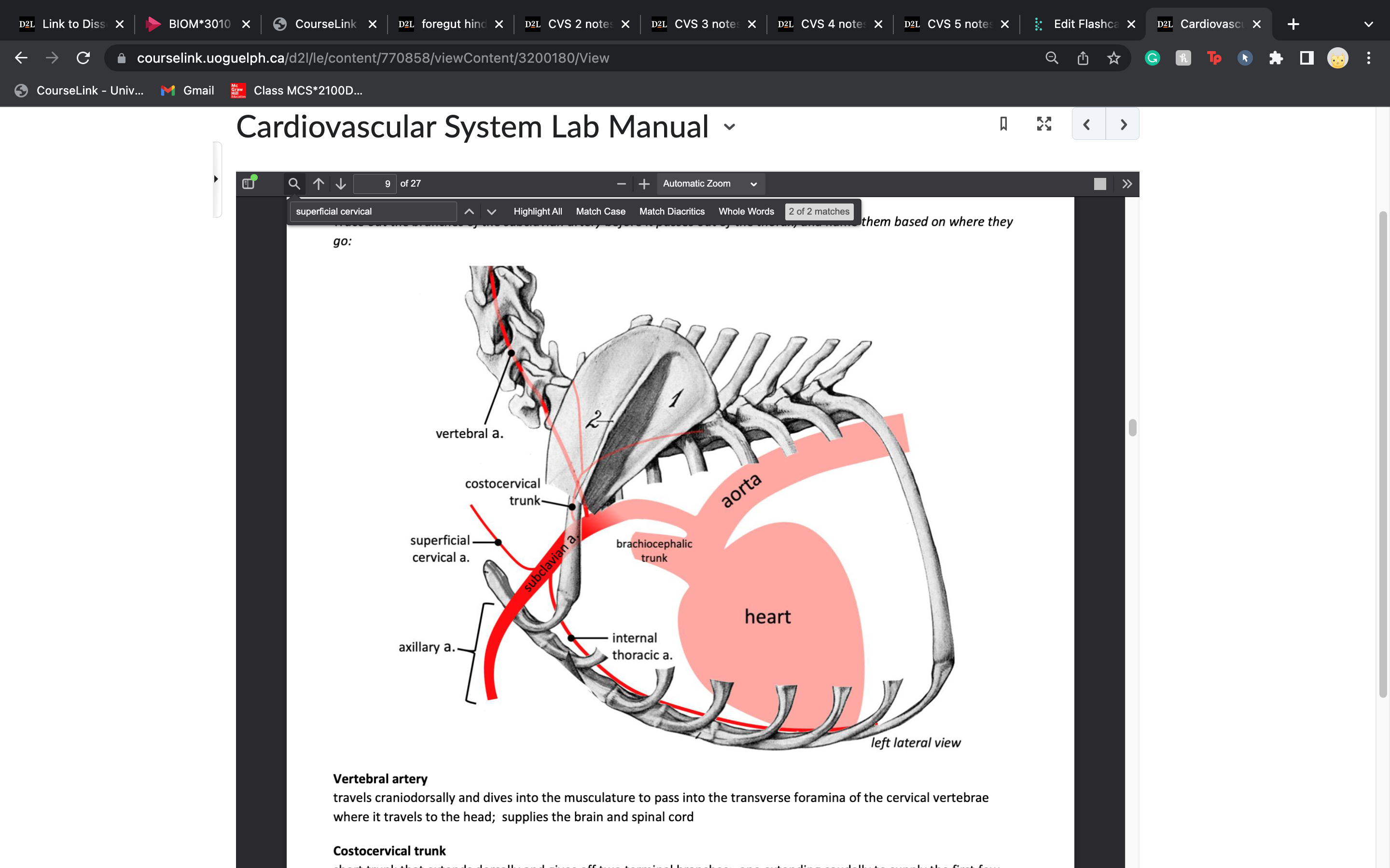 extends cranially and laterally to supply the ventral muscles of the neck and the adjacent shoulder region
