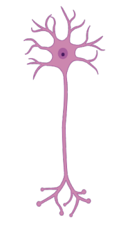 <p>multipolar, bipolar, unipolar? </p>