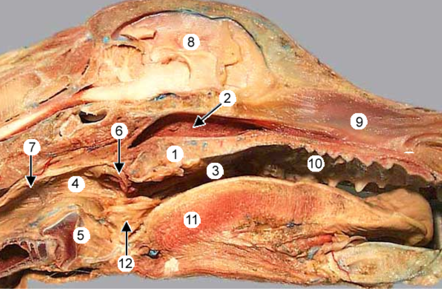 <p>label the parts of the oral cavity (canine head split in half, mouth opening on right): all except 8</p>