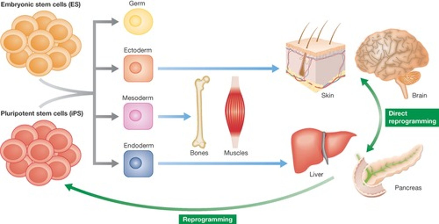 <p>True. A cell could undergo Specification, but then instead of going to Determination, could go back to being an Unspecified Cell.</p><p>This is because Specification is Reversible!</p>
