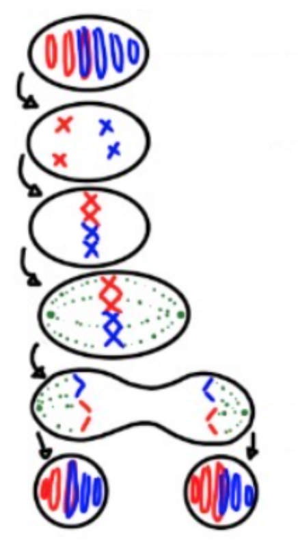 <p>Explain each step in Mitosis </p>