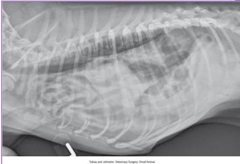 <p><span>Diaphragmatic Hernia</span></p>