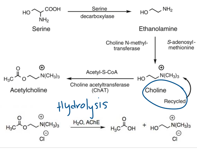 <p>What enzyme synthesizes acetylcholine?</p>