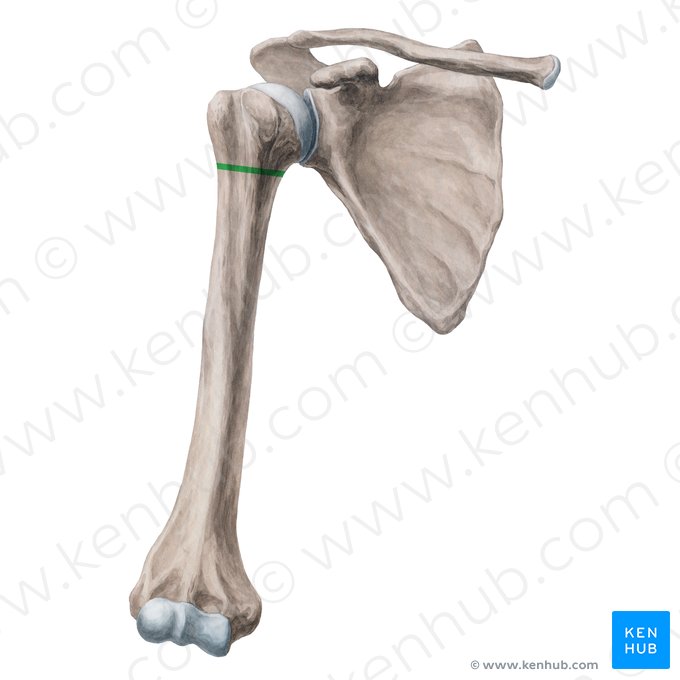 <ul><li><p>common site for fractures</p></li></ul><p></p>