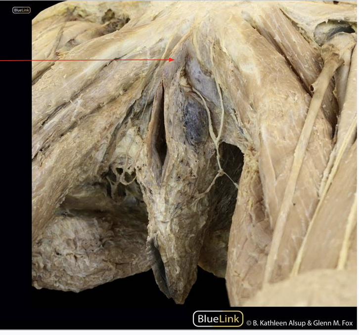 <p>ID Structure</p>