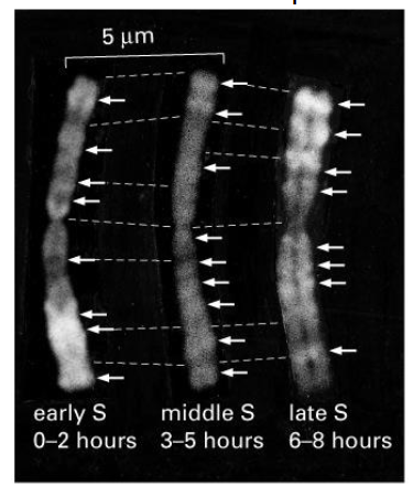 <p>Regions of chromosomes replicate at different times</p>