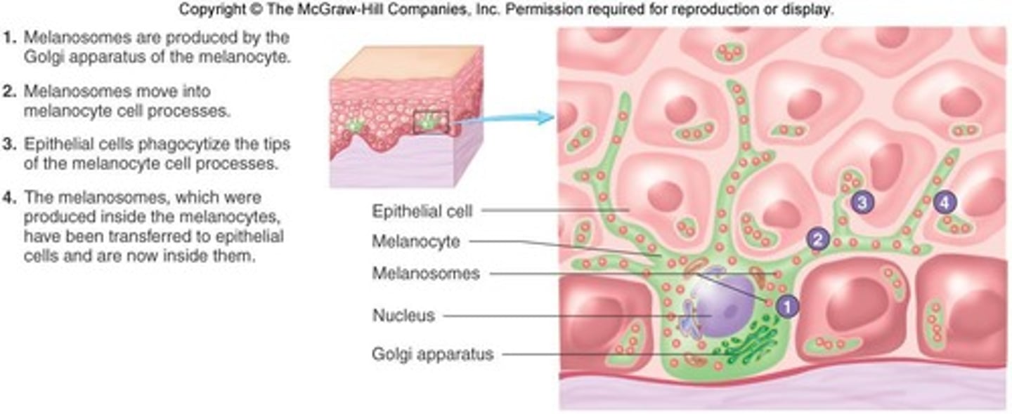 <p>Melanocytes produce the brown pigment melanin and are found in the deepest layers of the epidermis.</p>