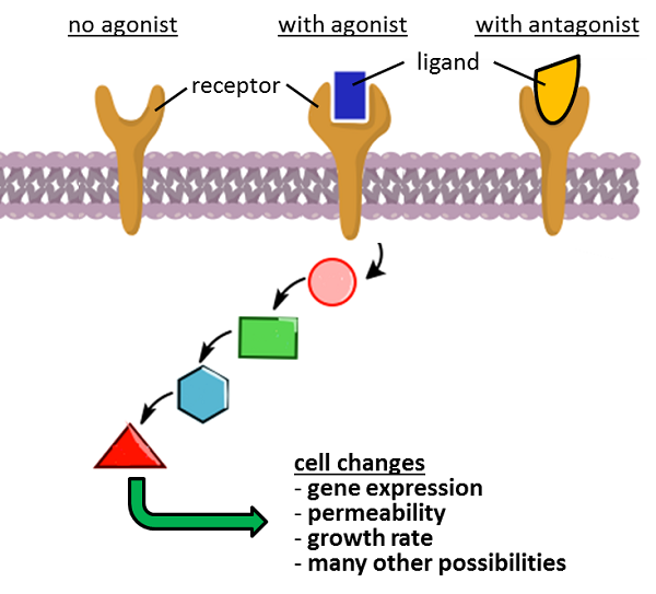 <ul><li><p>initiate naturally occurring hormones in the body &amp; amplify response</p></li><li><p>bind to receptors &amp; activate downstream signaling pathway</p></li><li><p>Eg. Bisphenol A (BPA), a chemical used in plastics can act as an estrogen agonist, promoting cell profileration </p></li></ul><p></p>