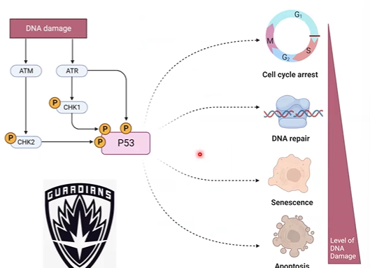 <p>activates genes involved in cell-cycle arrest, DNA repair, and apoptosis</p><p>“guardian of the genome”</p><p>kinases Plate where DNA damage, inc stability</p>