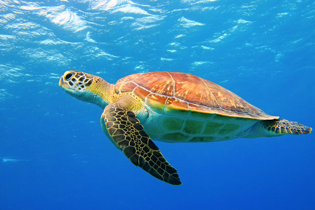 <p>Brown coloration, darker on the central section of the shell + 2 nails on each fin + 5 scales on the side. </p>