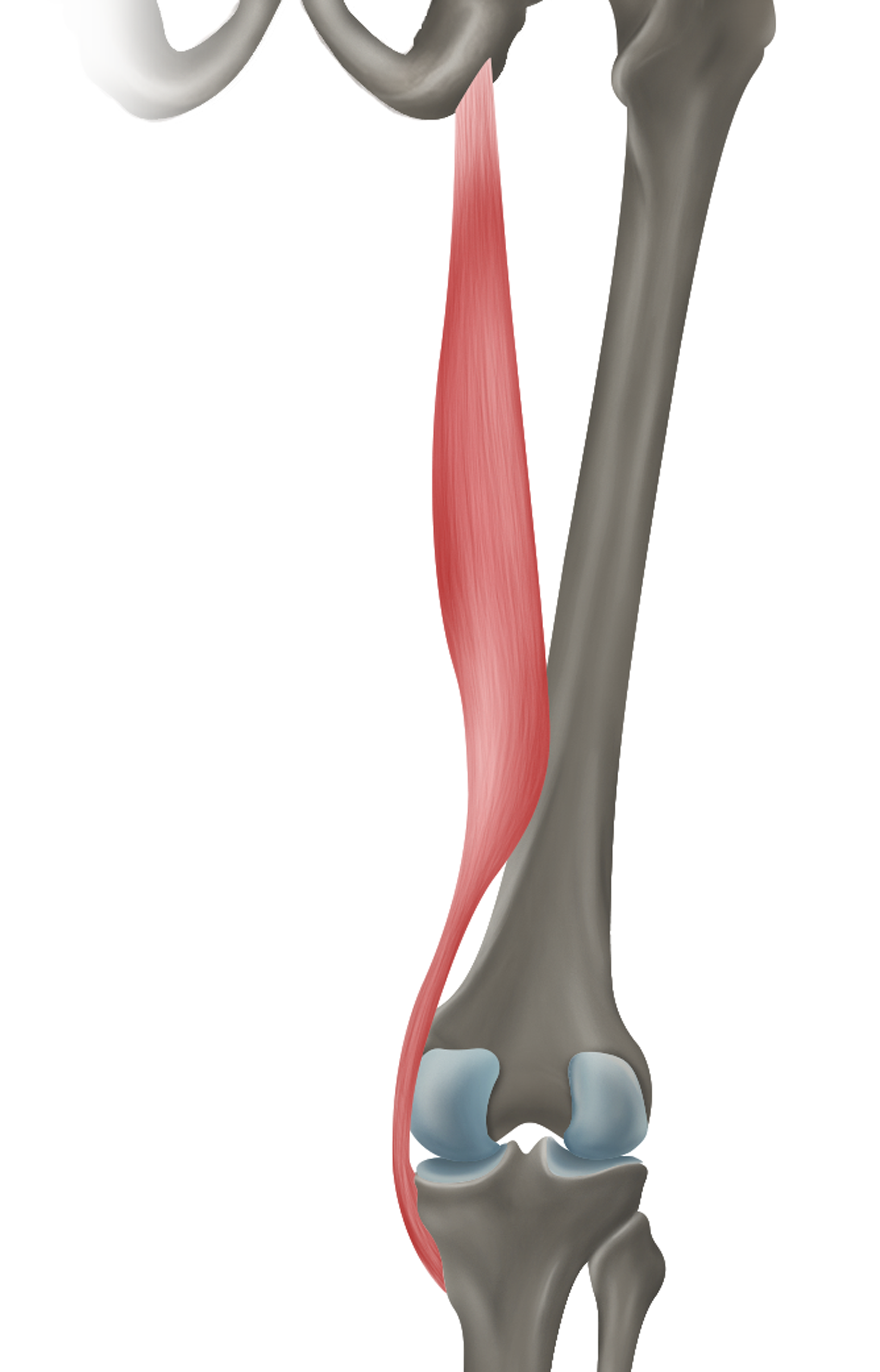 <p>m. semitendinosus - FUNKCE</p>