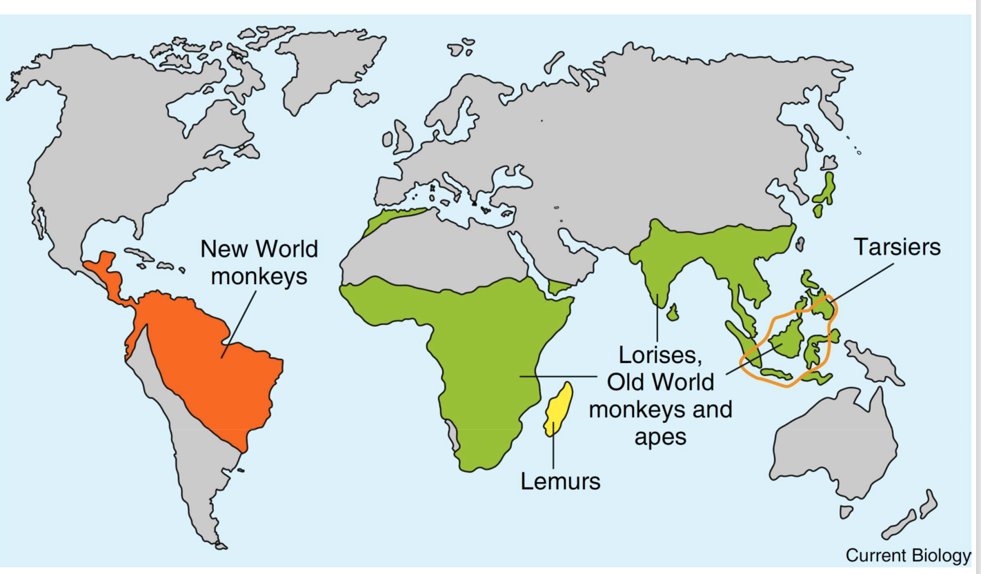 <p>Which continent was exposed to constriction snake prey first consistently?</p><p></p><p>Which continent was exposed to constraining snakes intermittently?</p>